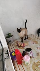 Lost Female Cat last seen Rua Larissa Lopes 22, Vila Ana Maria, PR 83413-005