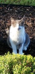 Reunited Male Cat last seen Alydar Cir, Boerne, TX 78015