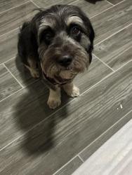 Reunited Male Dog last seen Near Katy Hollow Dr, Katy, TX 77449, USA, Katy, TX 77449