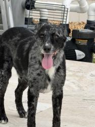 Reunited Male Dog last seen Bay Vista Park, Colony Dr S, St. Petersburg, FL 33705