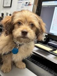Reunited Male Dog last seen Near Katy Hollow Dr, Katy, TX 77449, USA, Katy, TX 77449