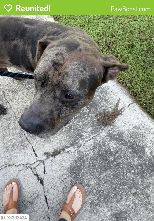 Reunited Male Dog last seen Mobile Highway Baptist Church, Pensacola, FL 32526
