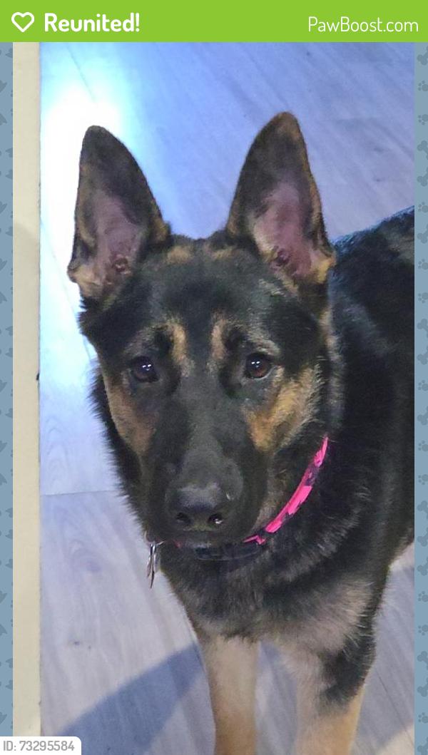 Reunited Female Dog last seen Jones Road Diamond, OH, Diamond, OH 44412