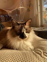 Lost Female Cat last seen college rd, prairie dell, Union, MO 63084