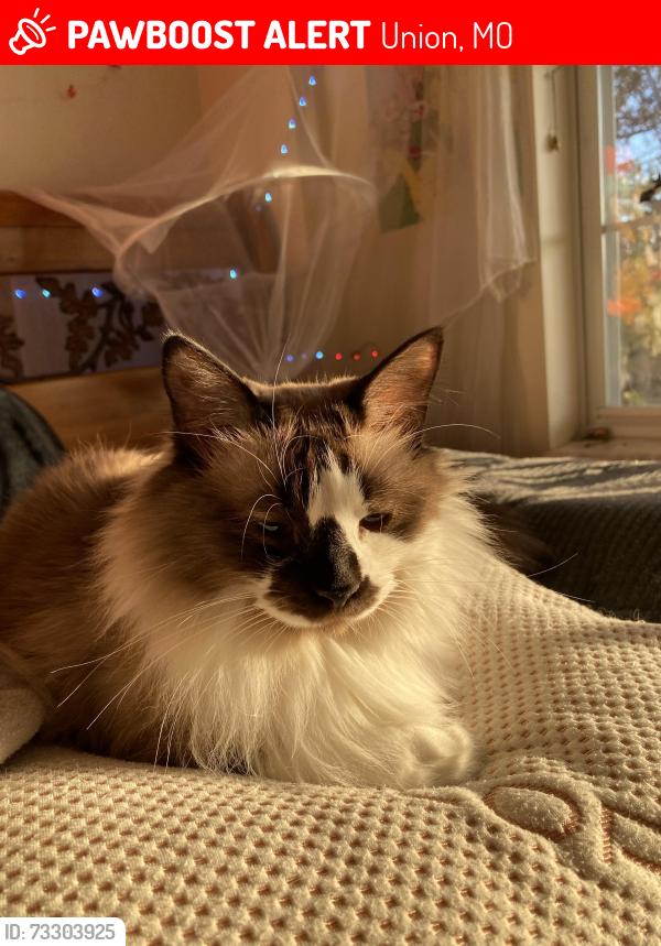 Lost Female Cat last seen college rd, prairie dell, Union, MO 63084