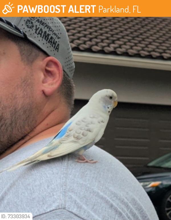 Found/Stray Unknown Bird last seen Pine Tree ests, Parkland, FL 33067