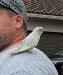 Found/Stray Unknown Bird last seen Pine Tree ests, Parkland, FL 33067