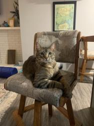 Lost Male Cat last seen Sevierville pike and red Bud rd, Knoxville, TN 37920