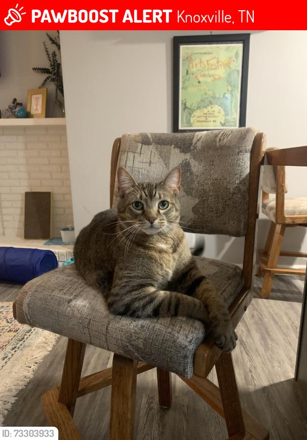 Lost Male Cat last seen Sevierville pike and red Bud rd, Knoxville, TN 37920