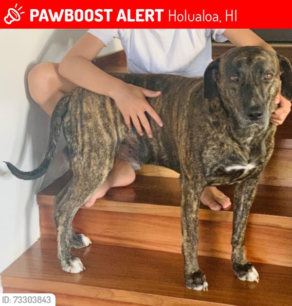 Lost Male Dog last seen Palani Ranch, Holualoa, HI 96740