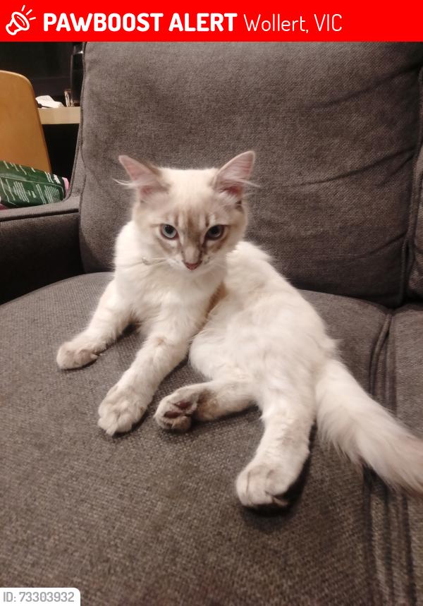 Lost Female Cat last seen Hidcote terrace, Wollert, VIC 3750