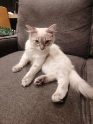 Lost Female Cat last seen Hidcote terrace, Wollert, VIC 3750