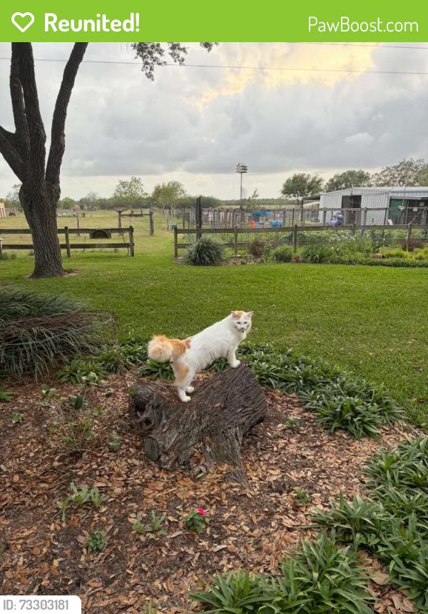 Reunited Female Cat last seen Near Levi Sloan Road, Victoria, TX 77904