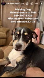 Lost Male Dog last seen Ave 23 1/2 Chowchilla ca, Madera County, CA 93610