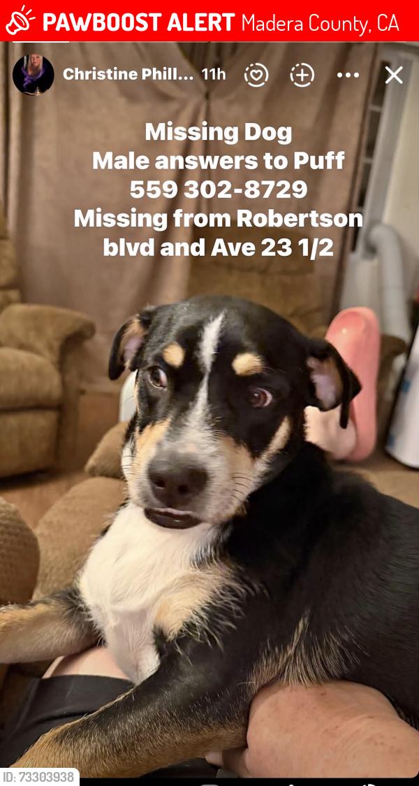 Lost Male Dog last seen Ave 23 1/2 Chowchilla ca, Madera County, CA 93610