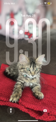 Reunited Female Cat last seen Augusta ave, Elgin, IL 60120