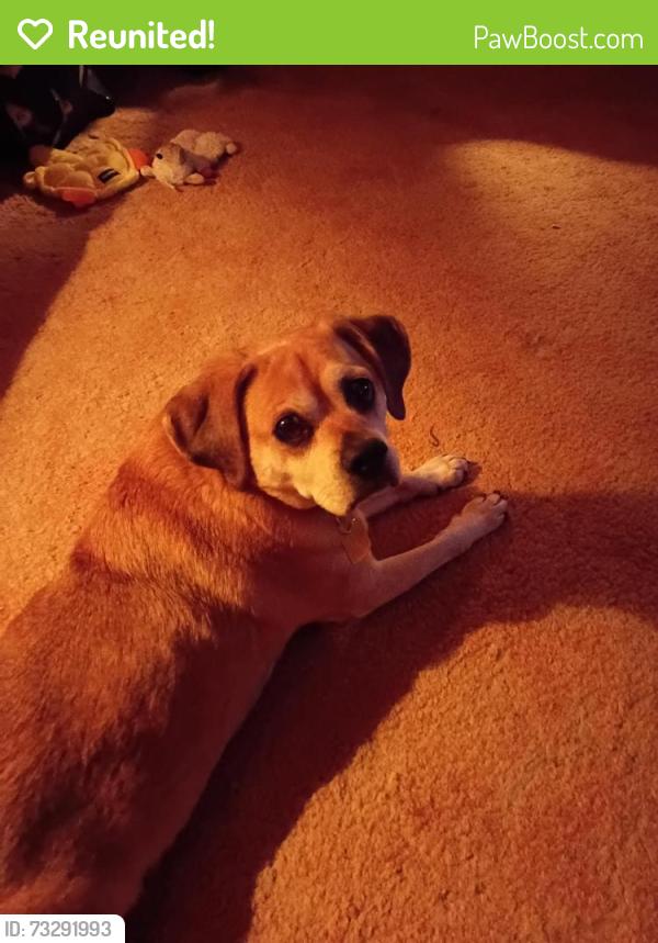 Reunited Female Dog last seen Corner of CR 6 and Cumberland Ave., Elkhart, IN 46514
