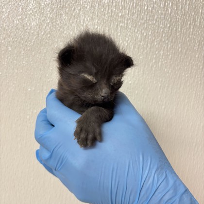 Shelter Stray Male Cat last seen King Air/ SH 21, Brazos County, TX, 5359 Leonard Rd, Bryan, TX 77807, USA
