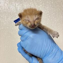 Shelter Stray Male Cat last seen King Air/ SH 21, Brazos County, TX, 5359 Leonard Rd, Bryan, TX 77807, USA