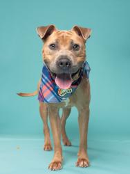Shelter Stray Male Dog last seen 1847-146 HONEYSUCKLE LN SW, Atlanta, GA, 1251 Fulton Industrial Blvd NW, Atlanta, GA 30336, USA
