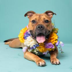 Shelter Stray Female Dog last seen Near Old National Hwy, Atlanta, GA, 1251 Fulton Industrial Blvd NW, Atlanta, GA 30336, USA