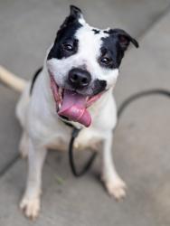 Shelter Stray Male Dog last seen Near Tiffany Ln, 30058, GA, 3280 Chamblee Dunwoody Rd, Chamblee, GA 30341, USA