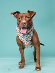 Shelter Stray Female Dog last seen Near Old National Hwy, Atlanta, GA, 1251 Fulton Industrial Blvd NW, Atlanta, GA 30336, USA