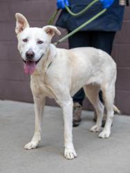 Shelter Stray Female Dog last seen Near Janet Lane, 30035, GA, 3280 Chamblee Dunwoody Rd, Chamblee, GA 30341, USA