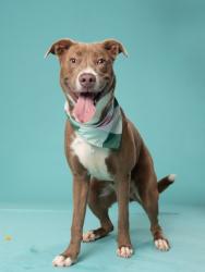 Shelter Stray Female Dog last seen Washington Road and Roosevelt Hwy, College Park, GA, 1251 Fulton Industrial Blvd NW, Atlanta, GA 30336, USA