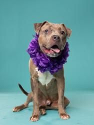 Shelter Stray Male Dog last seen Roosevelt Hwy and Camp Drive, Union City, GA, 1251 Fulton Industrial Blvd NW, Atlanta, GA 30336, USA