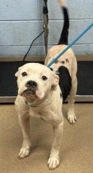Shelter Stray Male Dog last seen Near Redan Station, 30088, GA, 3280 Chamblee Dunwoody Rd, Chamblee, GA 30341, USA