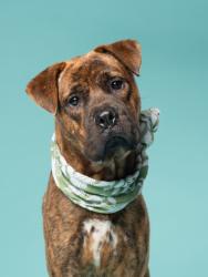 Shelter Stray Male Dog last seen Near GOODSON RD, Union City, GA, 1251 Fulton Industrial Blvd NW, Atlanta, GA 30336, USA