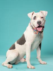 Shelter Stray Male Dog last seen Near Adair Ave SE, Atlanta, GA, 1251 Fulton Industrial Blvd NW, Atlanta, GA 30336, USA