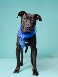 Shelter Stray Male Dog last seen Near old National hwy, South Fulton, GA, 1251 Fulton Industrial Blvd NW, Atlanta, GA 30336, USA