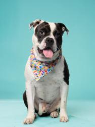 Shelter Stray Male Dog last seen Near creel rd, Fairburn, GA, 1251 Fulton Industrial Blvd NW, Atlanta, GA 30336, USA