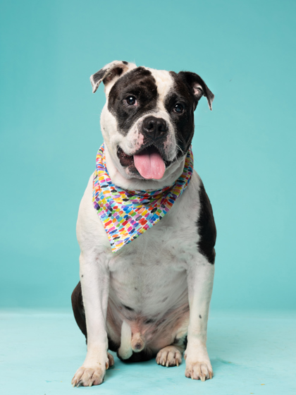 Shelter Stray Male Dog last seen Near creel rd, Fairburn, GA, 1251 Fulton Industrial Blvd NW, Atlanta, GA 30336, USA