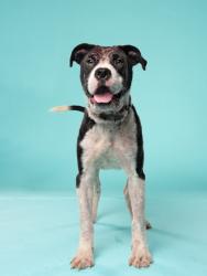 Shelter Stray Female Dog last seen Near n camp creek pkwy, Atlanta, GA, 1251 Fulton Industrial Blvd NW, Atlanta, GA 30336, USA