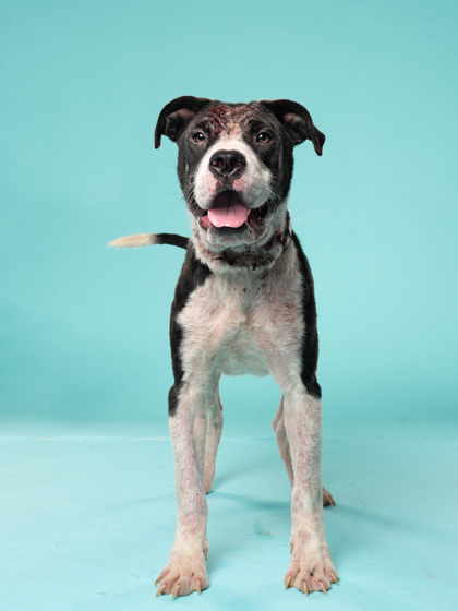 Shelter Stray Female Dog last seen Near n camp creek pkwy, Atlanta, GA, 1251 Fulton Industrial Blvd NW, Atlanta, GA 30336, USA