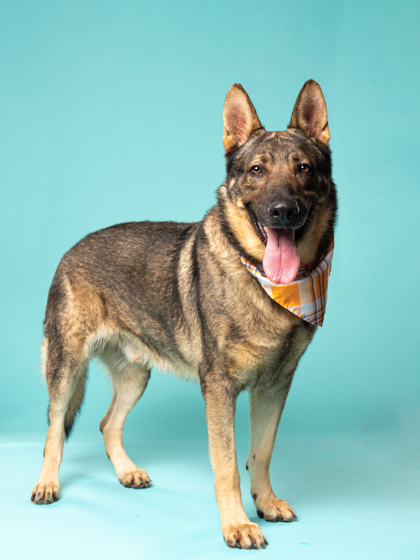 Shelter Stray Male Dog last seen Near Fairburn Road SW, Atlanta, GA, 1251 Fulton Industrial Blvd NW, Atlanta, GA 30336, USA