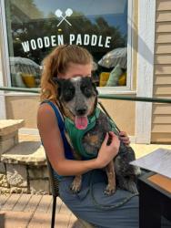 Reunited Female Dog last seen St Charles Illinois, St. Charles, IL 60174