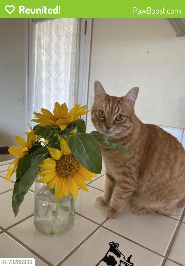 Reunited Female Cat last seen Heritage Alliance, Fort Worth, TX 76244
