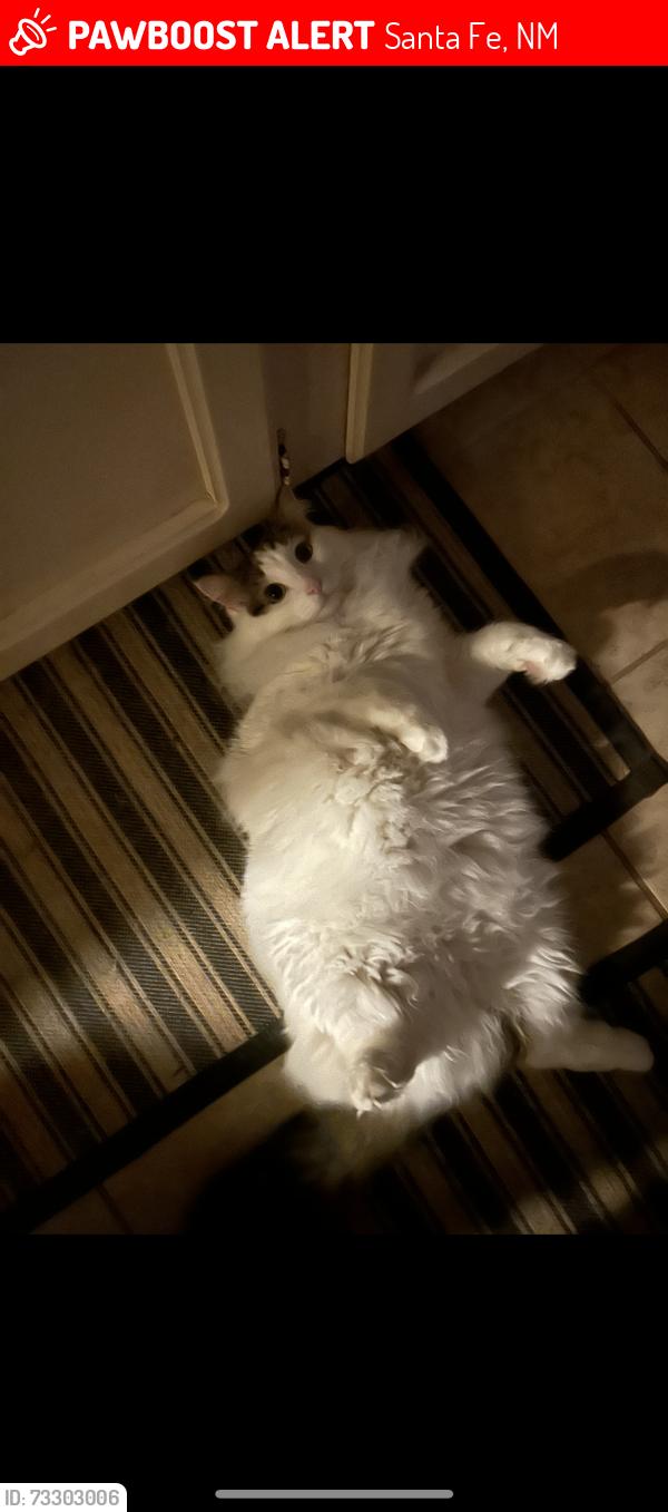 Lost Male Cat last seen Paseo Galisteo rd. Old Galisteo rd. Rabbit rd., Santa Fe, NM 87508