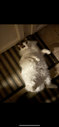 Lost Male Cat last seen Paseo Galisteo rd. Old Galisteo rd. Rabbit rd., Santa Fe, NM 87508