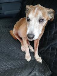Reunited Male Dog last seen Near off ramp, San Ramon, CA 94583