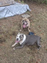 Reunited Male Dog last seen Timberloch estates, Magnolia, TX 77355