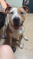 Lost Male Dog last seen Orange Blvd, The Acreage, FL 33412