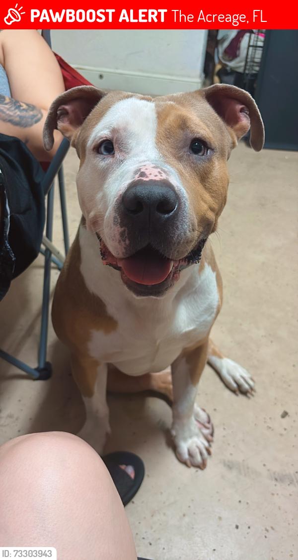 Lost Male Dog last seen Orange Blvd, The Acreage, FL 33412