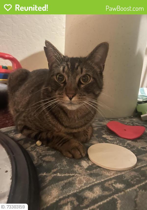 Reunited Male Cat last seen Genoa &. Adeline, Oakland, CA 94608