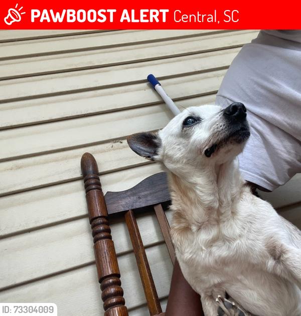 Lost Male Dog last seen Near Raymond circle central sc, Central, SC 29630