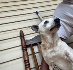 Lost Male Dog last seen Near Raymond circle central sc, Central, SC 29630
